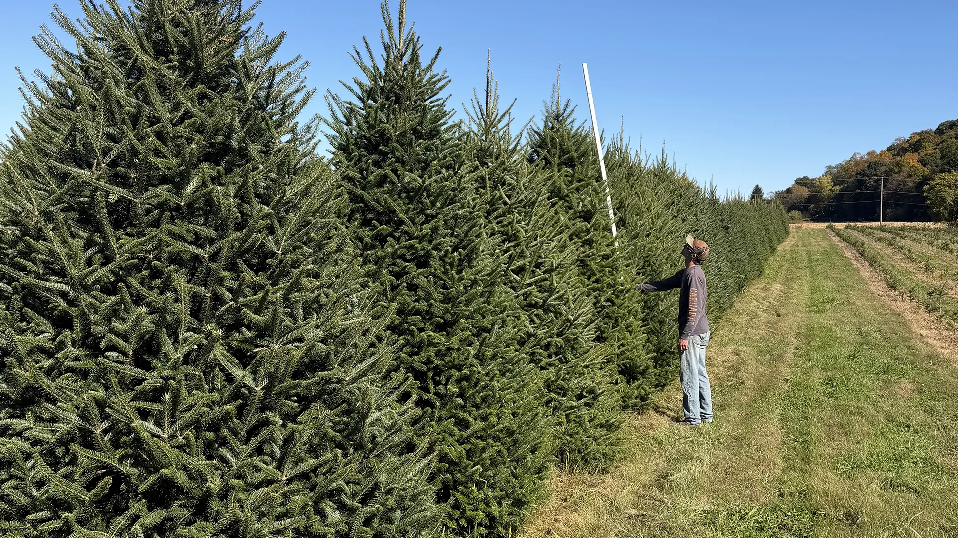 Large Christmas trees growing in lush rows at a Christmas tree farm, with a person using a tall measuring pole to check tree height.