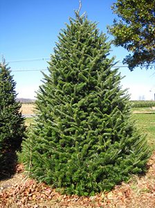 Canaan Fir Christmas Tree – Wyckoff's Christmas Tree Farm