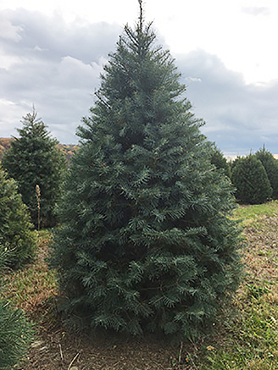 Concolor Fir Christmas Tree