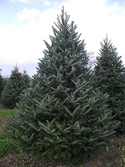 Fraser Fir Christmas Tree - Premium, Fresh Cut