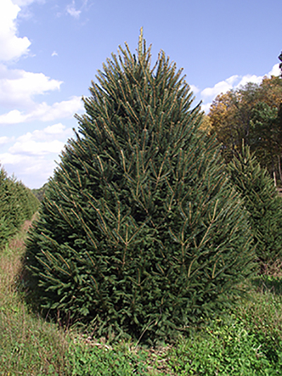 norway-spruce-christmas-tree