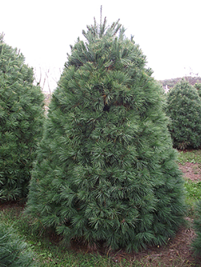 White Pine Christmas Tree