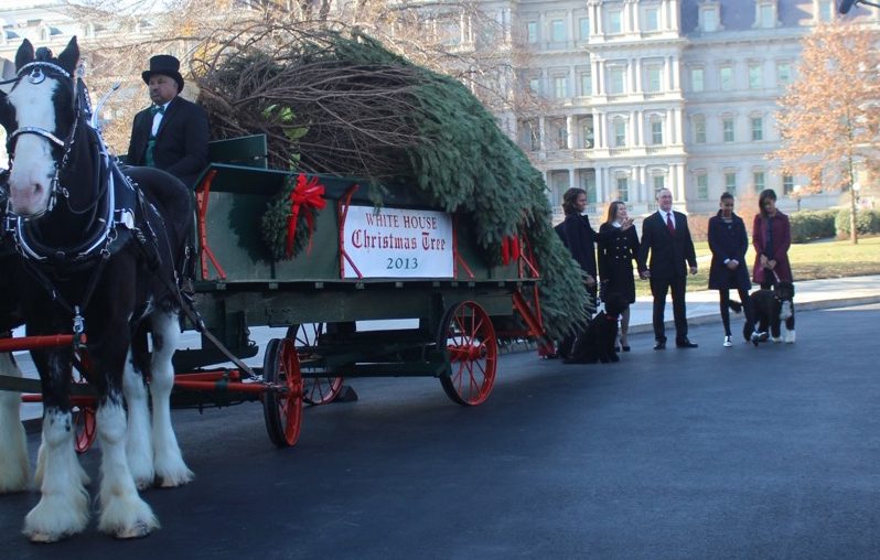 Christmas trees arrives at Whitehouse
