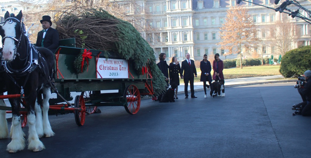 Christmas trees arrives at Whitehouse