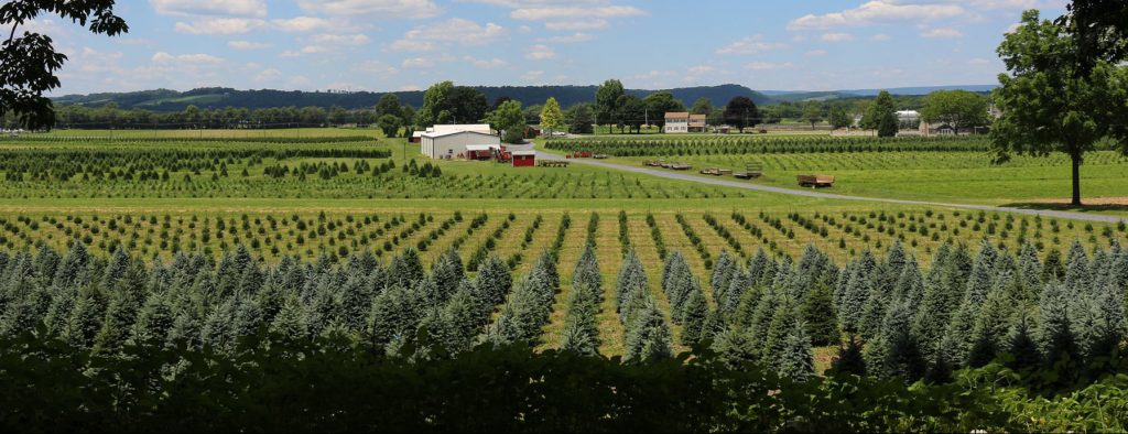 view of Wyckoff's Christmas tree farm