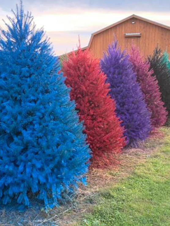 row of multicolored Christmas trees